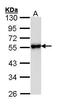 KISS1 Receptor antibody, GTX100373, GeneTex, Western Blot image 