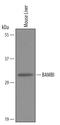 BMP and activin membrane-bound inhibitor homolog antibody, AF2387, R&D Systems, Western Blot image 
