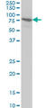 Bromodomain Containing 3 antibody, LS-C133530, Lifespan Biosciences, Western Blot image 