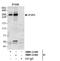 Inositol 1,4,5-Trisphosphate Receptor Type 3 antibody, NBP1-21399, Novus Biologicals, Immunoprecipitation image 