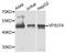 VPS37A Subunit Of ESCRT-I antibody, A7853, ABclonal Technology, Western Blot image 