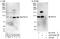Jade Family PHD Finger 3 antibody, A303-639A, Bethyl Labs, Western Blot image 