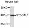 ST3 Beta-Galactoside Alpha-2,3-Sialyltransferase 1 antibody, abx126655, Abbexa, Western Blot image 