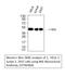 Enolase 2 antibody, STJ96968, St John