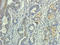 Melanoma Cell Adhesion Molecule antibody, orb336874, Biorbyt, Immunohistochemistry paraffin image 