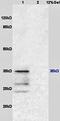 Aldo-Keto Reductase Family 1 Member B10 antibody, orb100918, Biorbyt, Western Blot image 