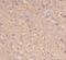 Angiotensinogen antibody, FNab00394, FineTest, Immunohistochemistry paraffin image 
