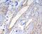 Caveolin 1 antibody, M00179-1, Boster Biological Technology, Immunohistochemistry frozen image 