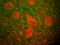 Neurofilament Heavy antibody, NB300-135, Novus Biologicals, Immunocytochemistry image 