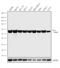 Endoplasmic Reticulum Oxidoreductase 1 Alpha antibody, 702709, Invitrogen Antibodies, Western Blot image 