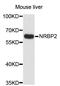 Nuclear Receptor Binding Protein 2 antibody, abx002587, Abbexa, Western Blot image 