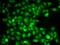 TNF Receptor Associated Factor 4 antibody, PA5-77113, Invitrogen Antibodies, Immunofluorescence image 