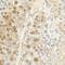 FUS RNA Binding Protein antibody, NB100-561, Novus Biologicals, Immunohistochemistry frozen image 
