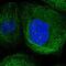 LanC-like protein 1 antibody, PA5-57107, Invitrogen Antibodies, Immunofluorescence image 