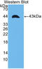 TNF Receptor Superfamily Member 12A antibody, LS-C374014, Lifespan Biosciences, Western Blot image 