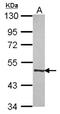 Molybdenum Cofactor Synthesis 3 antibody, NBP2-17320, Novus Biologicals, Western Blot image 