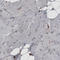 PDIA3 antibody, AMAb90991, Atlas Antibodies, Immunohistochemistry frozen image 
