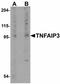 TNF Alpha Induced Protein 3 antibody, LS-C108506, Lifespan Biosciences, Western Blot image 