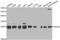 Peroxiredoxin 3 antibody, LS-C332351, Lifespan Biosciences, Western Blot image 