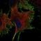 NTNG1 antibody, HPA065954, Atlas Antibodies, Immunofluorescence image 