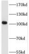 Trafficking Kinesin Protein 2 antibody, FNab08925, FineTest, Western Blot image 