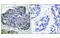Acetyl-CoA Carboxylase Alpha antibody, MBS5301718, MyBioSource, Immunohistochemistry frozen image 