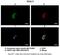 Dynein Axonemal Light Intermediate Chain 1 antibody, PA5-44079, Invitrogen Antibodies, Immunohistochemistry frozen image 