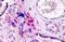 GATA Binding Protein 3 antibody, MBS244830, MyBioSource, Immunohistochemistry paraffin image 