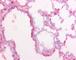 Surfactant Protein D antibody, MCA2725, Bio-Rad (formerly AbD Serotec) , Immunohistochemistry paraffin image 