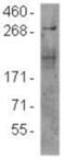 Mechanistic Target Of Rapamycin Kinase antibody, 14-2190-80, Invitrogen Antibodies, Western Blot image 
