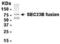 SEC23 Homolog B, Coat Complex II Component antibody, XW-8120, ProSci, Western Blot image 