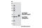 Proteasome 26S Subunit, Non-ATPase 4 antibody, 12441S, Cell Signaling Technology, Western Blot image 