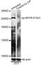 Myosin Heavy Chain 9 antibody, LS-C750609, Lifespan Biosciences, Western Blot image 