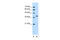 RUN domain-containing protein 2A antibody, 30-311, ProSci, Western Blot image 