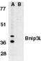 BCL2 Interacting Protein 3 Like antibody, GTX28399, GeneTex, Western Blot image 