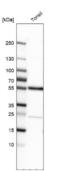Methyltransferase Like 4 antibody, NBP1-82095, Novus Biologicals, Western Blot image 