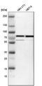 GATA Zinc Finger Domain Containing 2B antibody, HPA017015, Atlas Antibodies, Western Blot image 