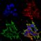 ATF4 antibody, 56583, QED Bioscience, Immunocytochemistry image 