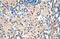 MYB antibody, ARP38611_P050, Aviva Systems Biology, Immunohistochemistry frozen image 