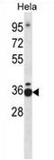Transcription Elongation Factor A1 antibody, AP54196PU-N, Origene, Western Blot image 