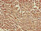 Retinoic Acid Induced 1 antibody, CSB-PA768772LA01HU, Cusabio, Immunohistochemistry frozen image 