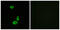 Olfactory Receptor Family 56 Subfamily B Member 1 antibody, GTX87843, GeneTex, Immunocytochemistry image 