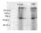 Potassium Voltage-Gated Channel Subfamily Q Member 2 antibody, NBP2-12898, Novus Biologicals, Western Blot image 