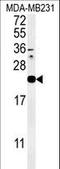 Interleukin-36 alpha antibody, LS-C165187, Lifespan Biosciences, Western Blot image 