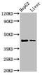 Mevalonate Diphosphate Decarboxylase antibody, CSB-PA015246LA01HU, Cusabio, Western Blot image 