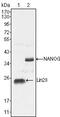 Nanog Homeobox antibody, GTX83107, GeneTex, Western Blot image 