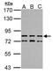 Tetratricopeptide Repeat Domain 14 antibody, PA5-34887, Invitrogen Antibodies, Western Blot image 