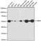 Tubulin Beta 3 Class III antibody, 18-304, ProSci, Western Blot image 