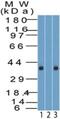 Krueppel-like factor 8 antibody, NBP2-27418, Novus Biologicals, Western Blot image 