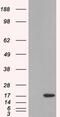 SH2 Domain Containing 1A antibody, 46-366, ProSci, Enzyme Linked Immunosorbent Assay image 